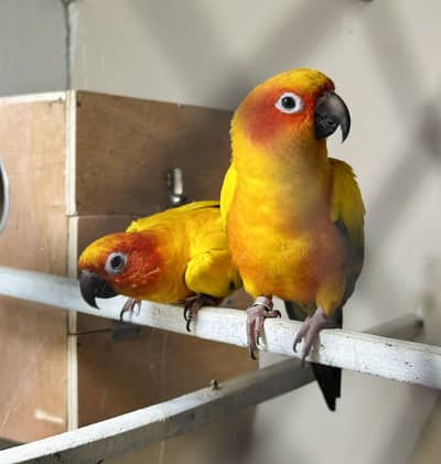 Sunconure Breeder and semi tamed pair available