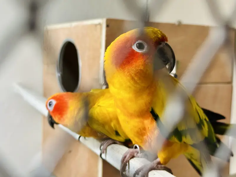 Sunconure Breeder and semi tamed pair available — photo 6