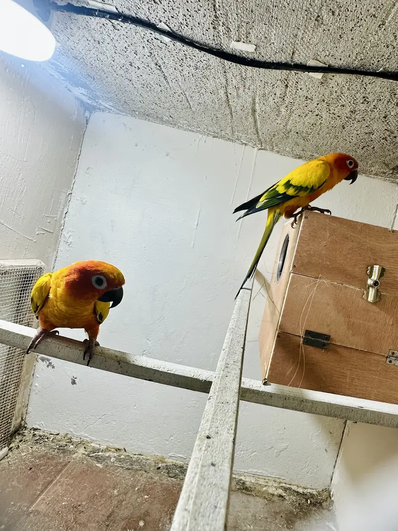Sunconure Breeder and semi tamed pair available — photo 7