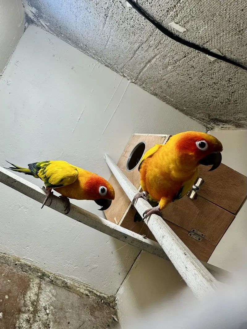 Sunconure Breeder and semi tamed pair available — photo 8
