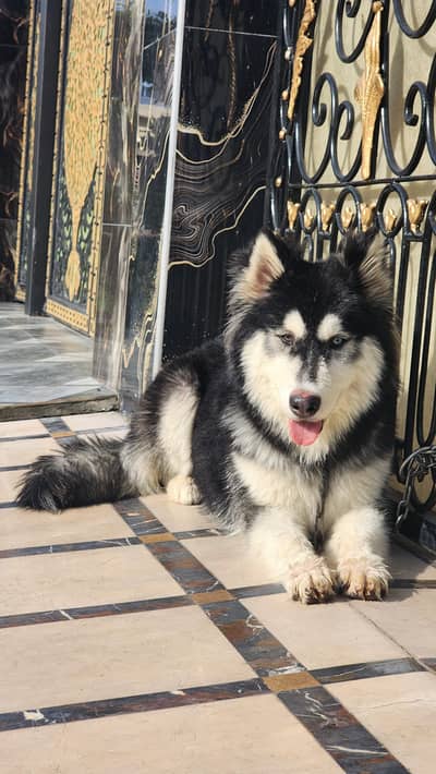 siberian husky male odd eyes