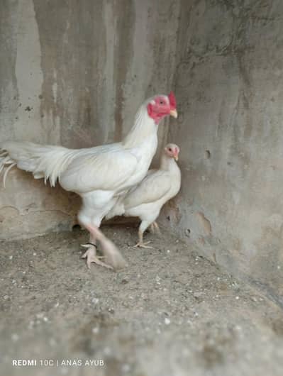 Heera pair for sale urgent