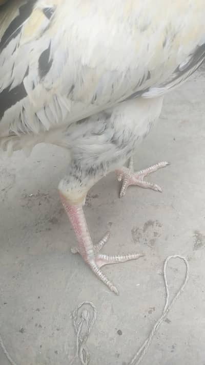 my home bread whats app 03014694394