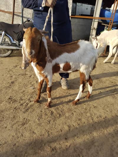 Qurbani ke Khassi Bakry aur dumby