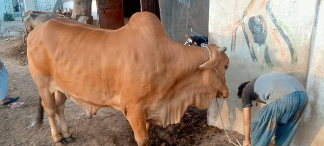 Bull for sell (gulabi bachha)