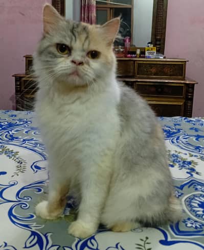 Parsian female cat for sale WhatsApp number 03004290642