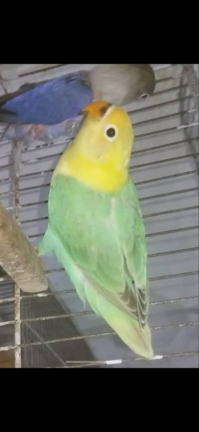 Pair with chicks and eggs