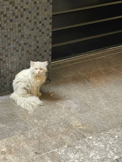 Mail Persian cat available in low price