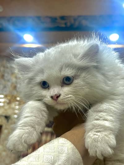 Cat Persian