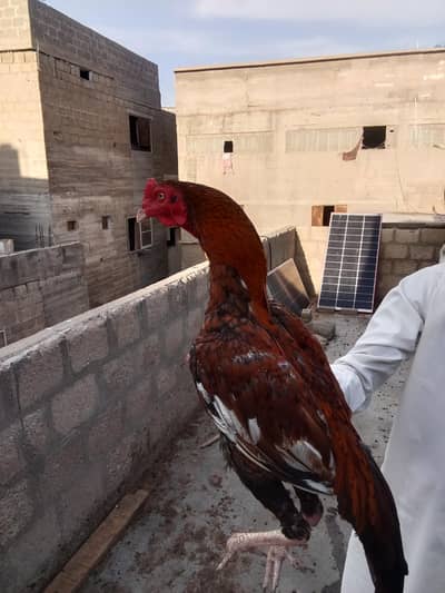 03103488698 contact num