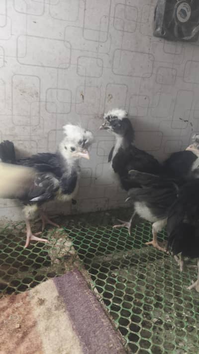 polish chicks  800 pr chickes