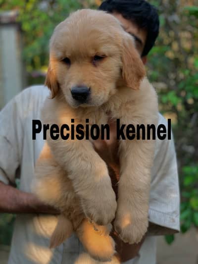 Golden retriever pedigree imported puppies are available for sale
