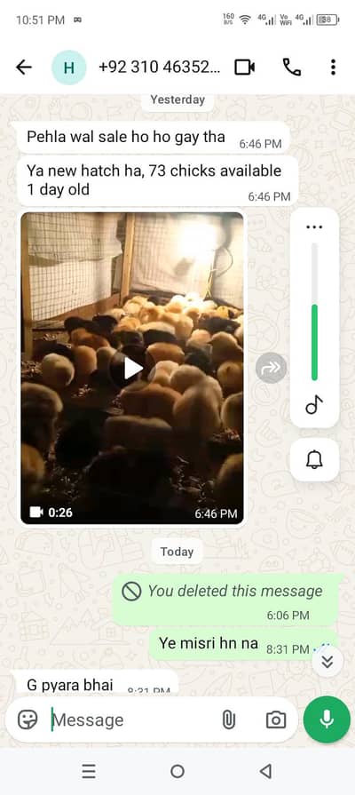 golden misri chicks available