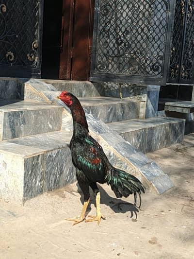 Aseel Murga for Sale – Healthy & Strong