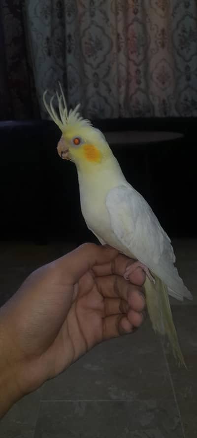 Hand tamed cream cocktail 03168260955