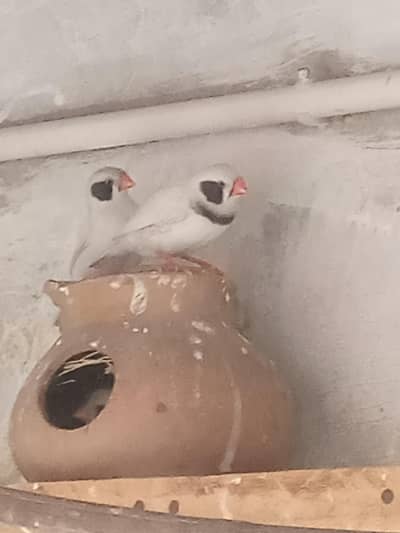 Black Cheek White Breeder Pair