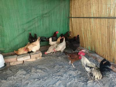 Golden, Misri, Desi Egg Laying Hens