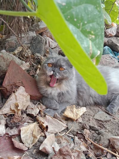 Whatsapp nbr 03285096214