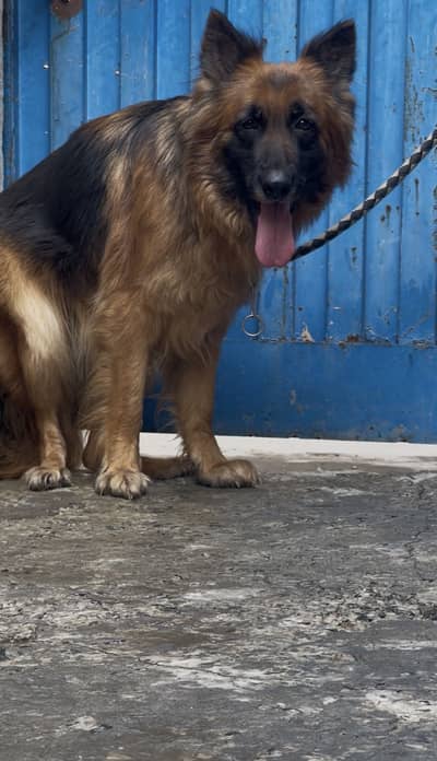 German shepherd female available
