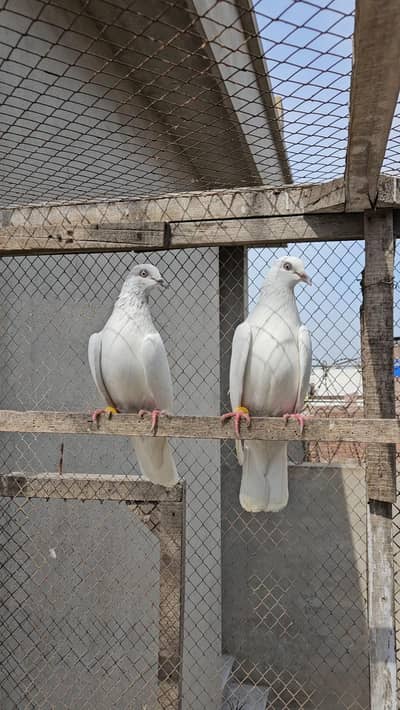 Nivi ky Kabootar low flyers