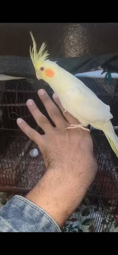 hand tame common white female cocktail+ wild grey male with eggs