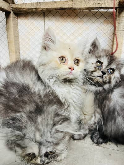 Persian kitten