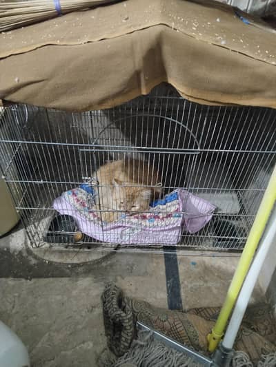 Male Persian cat healthy brown color