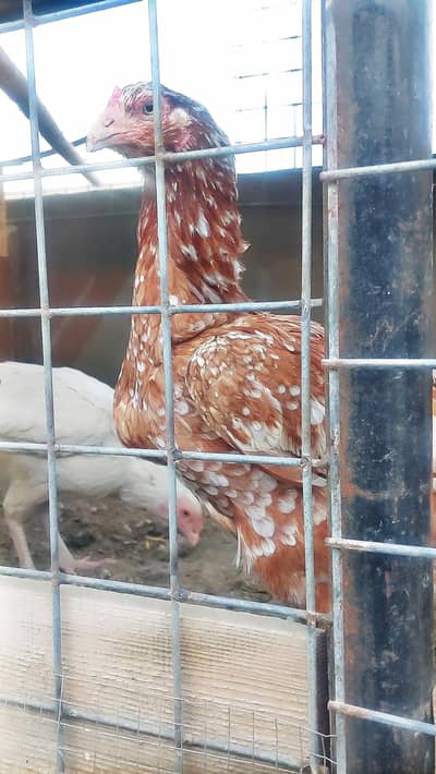 Mianwali Aseel For Sale