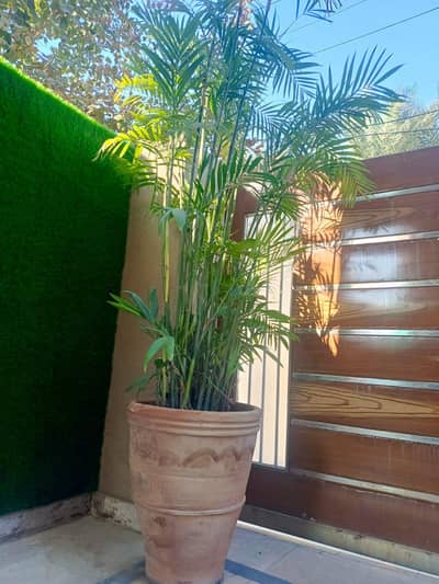 palm plant