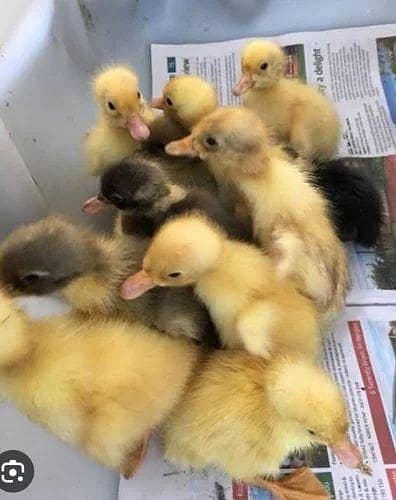 duck chicks (batakh chuza )