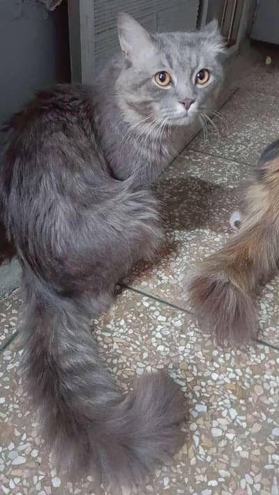 cat for sale vaccinated