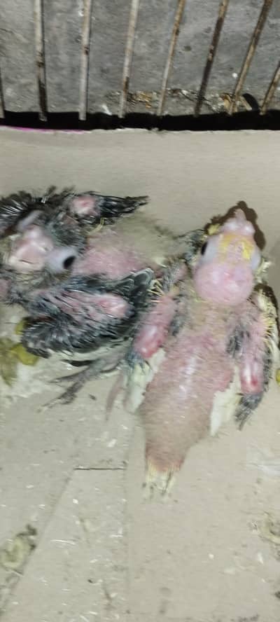 cocktail chick available