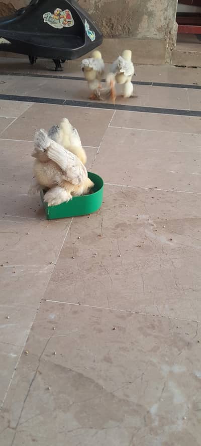 Brahma chicks for sell