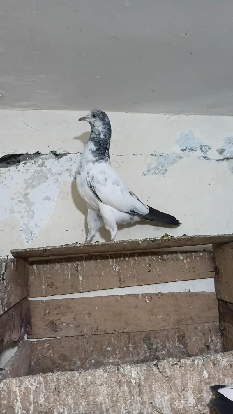 Fancy pigeon — photo 2