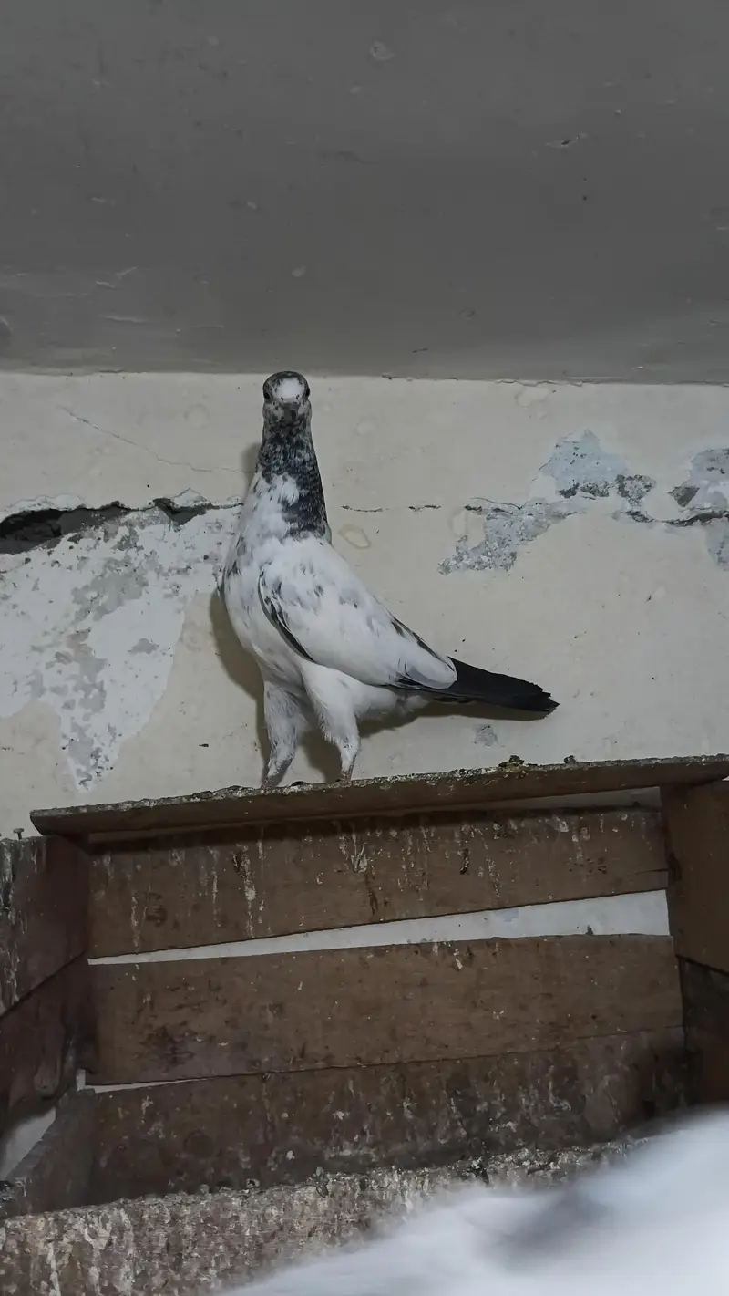 Fancy pigeon — photo 3