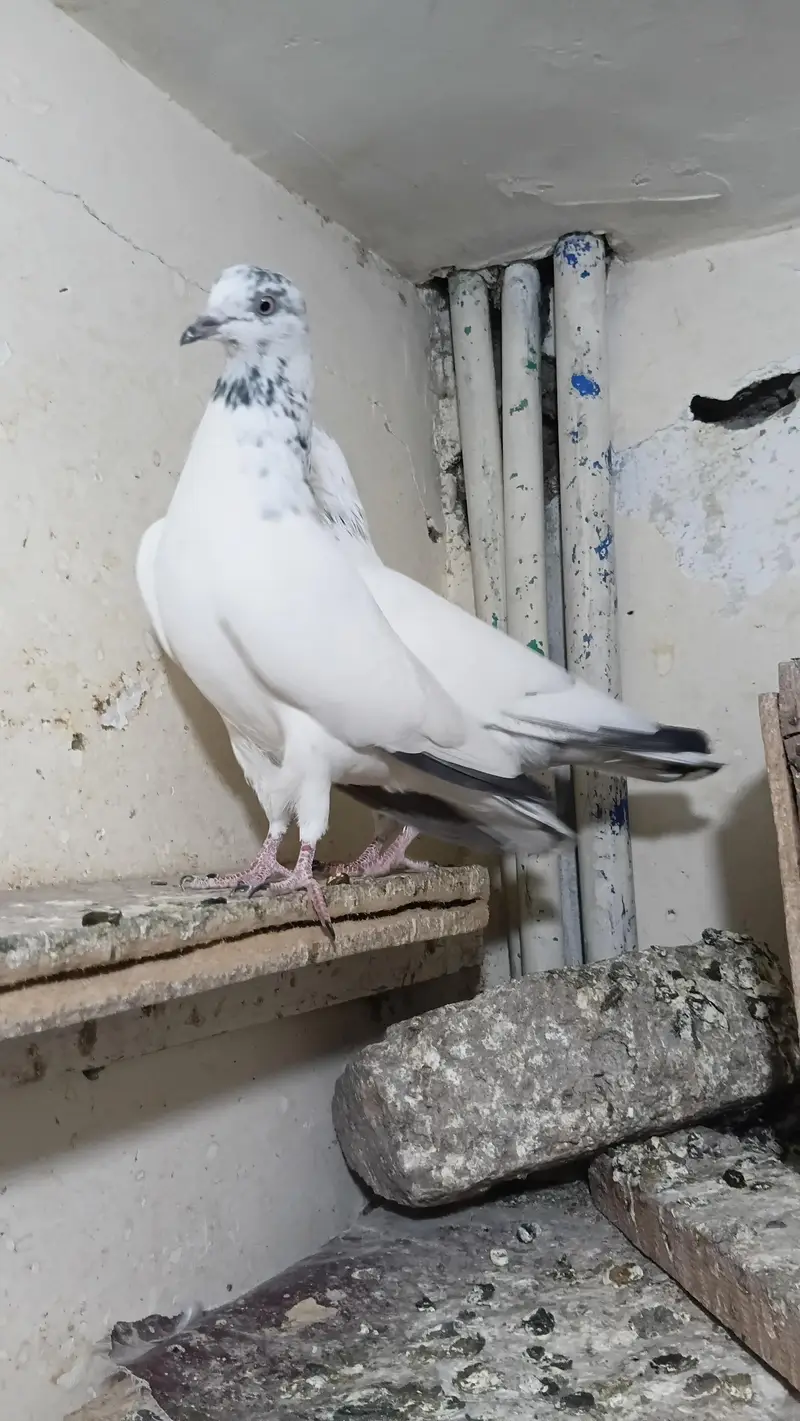 Fancy pigeon — photo 4