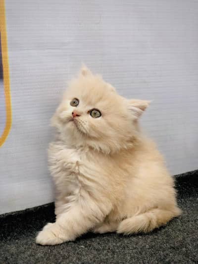 Persian breed kittens available for sale cash on delivery available