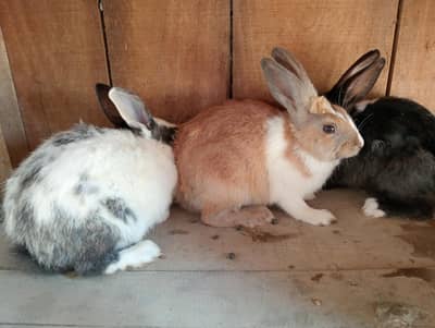Male and Female Rabbit Available