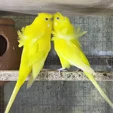 Double  Flowers Hogo romo and  cocktail bareedar pair