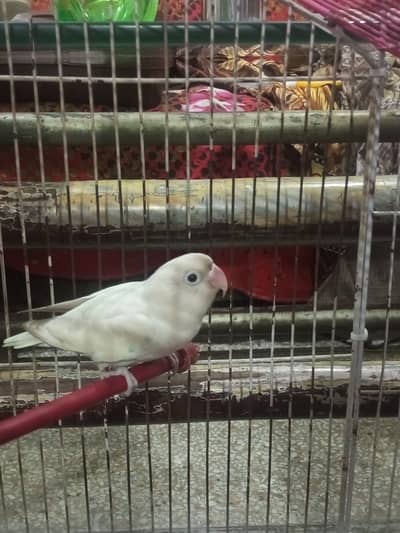 Abino Black Eye Male