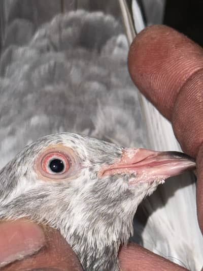 ReD eyes high qualities Breeder females