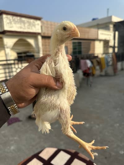 We have top of the lines German oh shamo and Japanies shamo