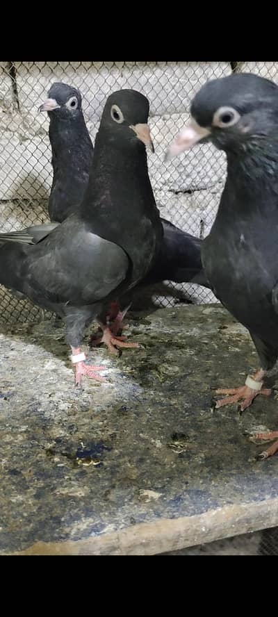 black teddy bachy for sale