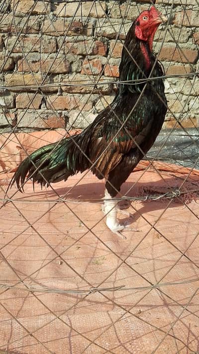 Mushka MURGA LASANI  MURGA ASEEL MURGA