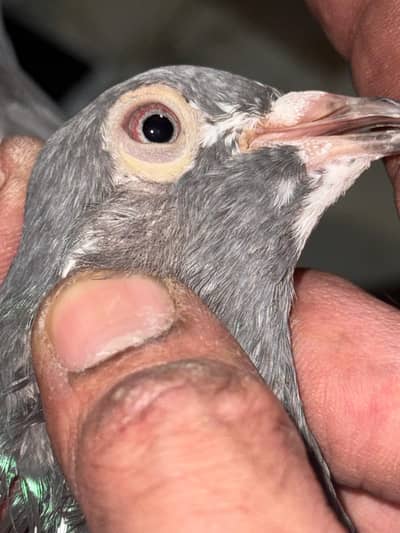 7 High quality Breeder females