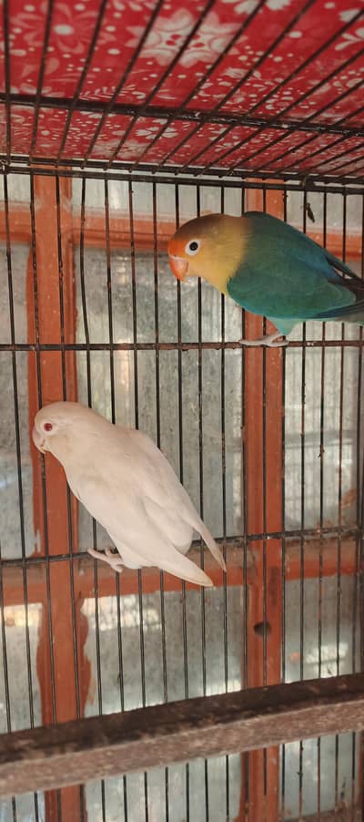 parblue split ino Male Albino  Red  female