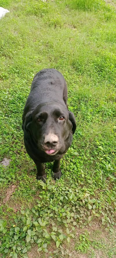 Labrador female