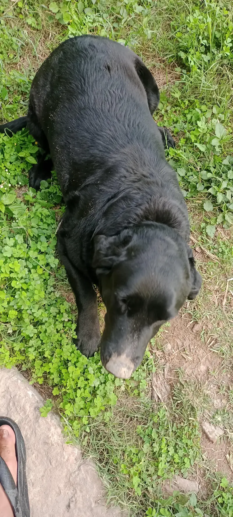 Labrador female — photo 2