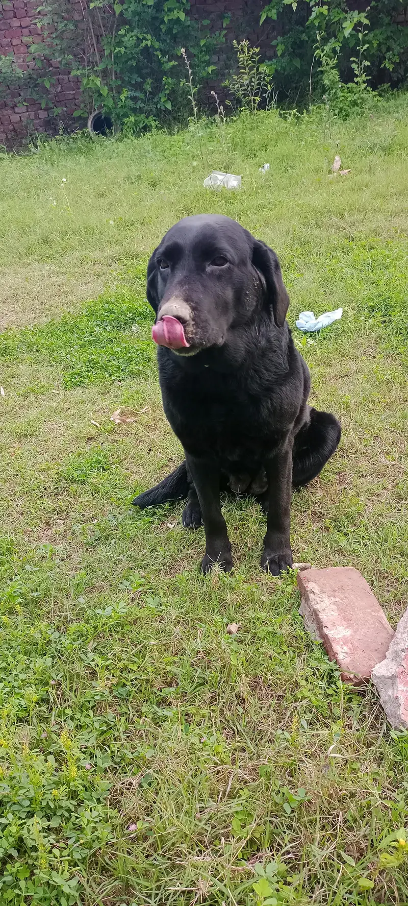 Labrador female — photo 3
