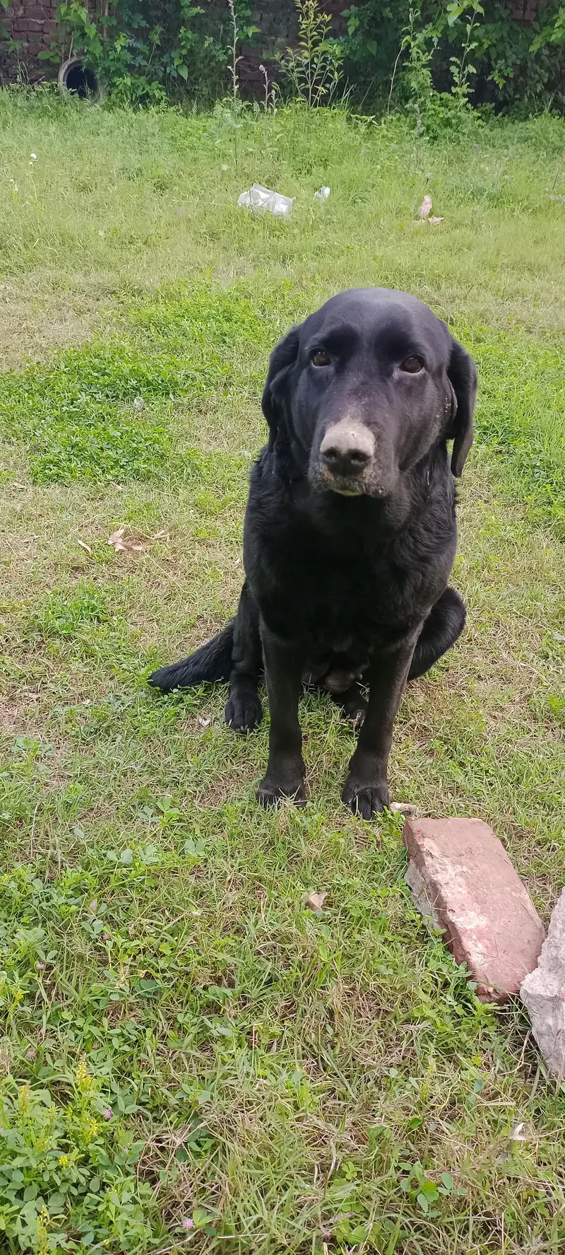 Labrador female — photo 4